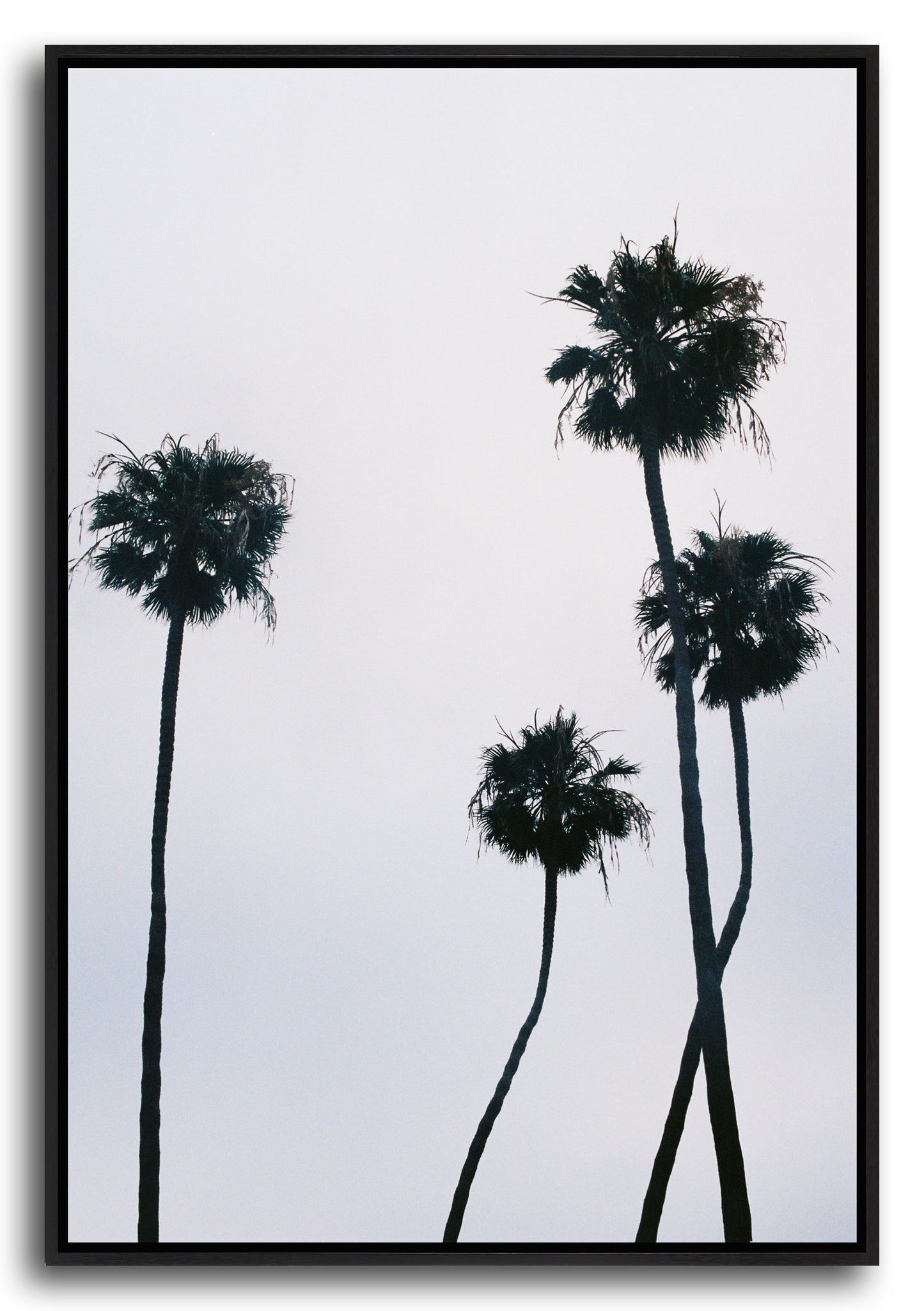 PALMS III