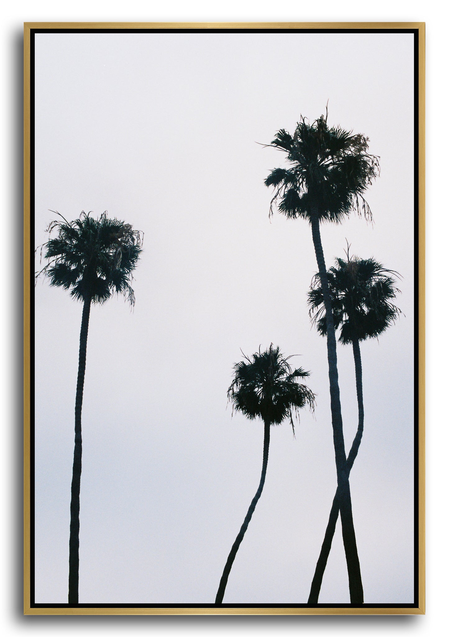 PALMS III