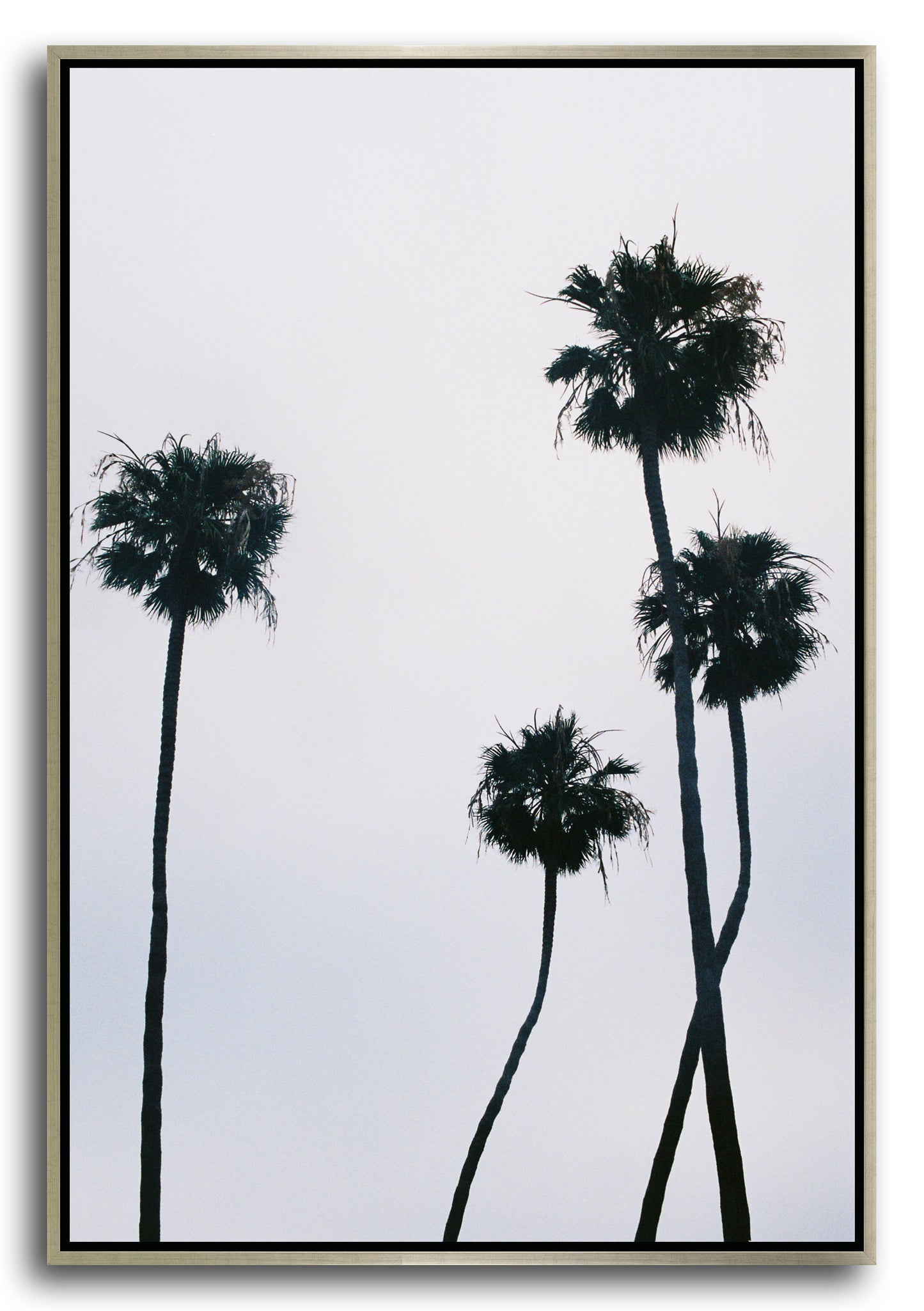 PALMS III