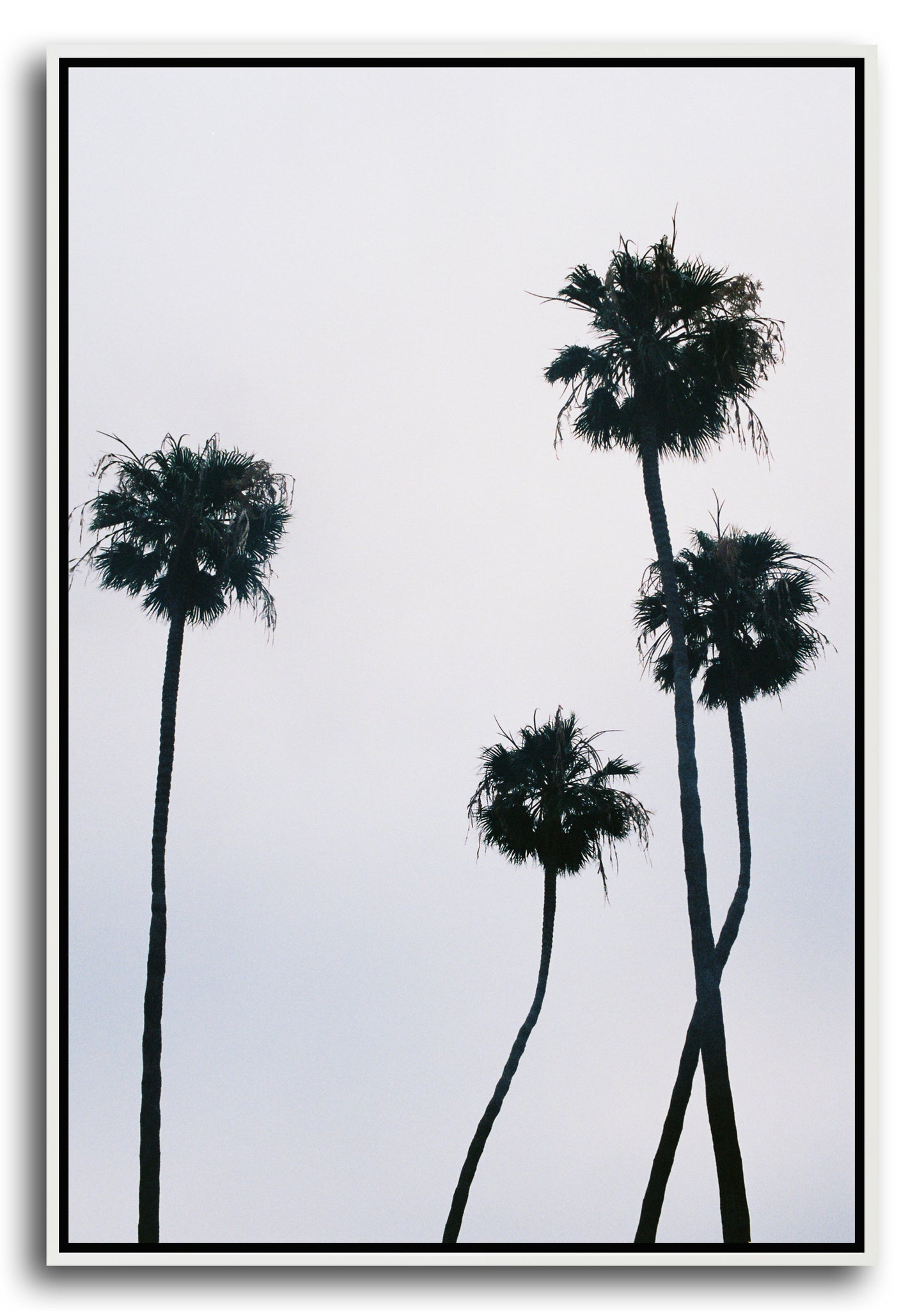 PALMS III