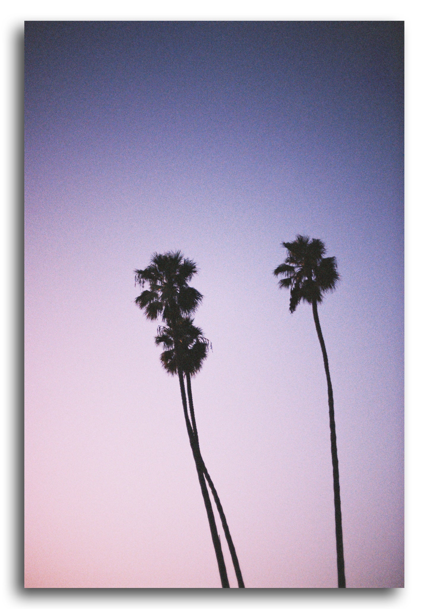 PALMS II