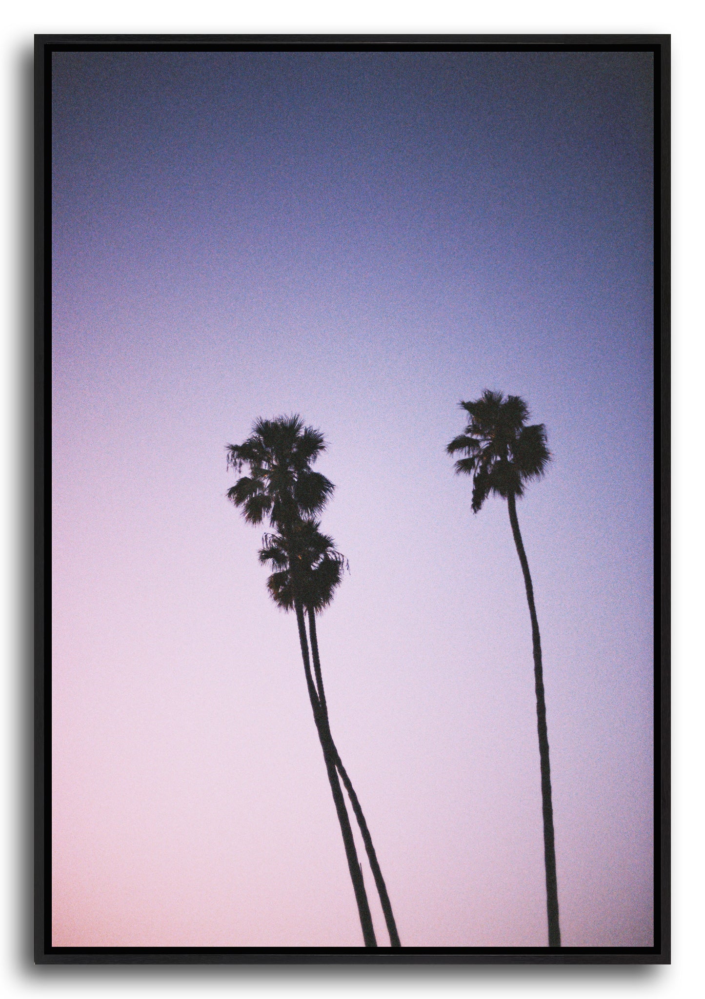 PALMS II