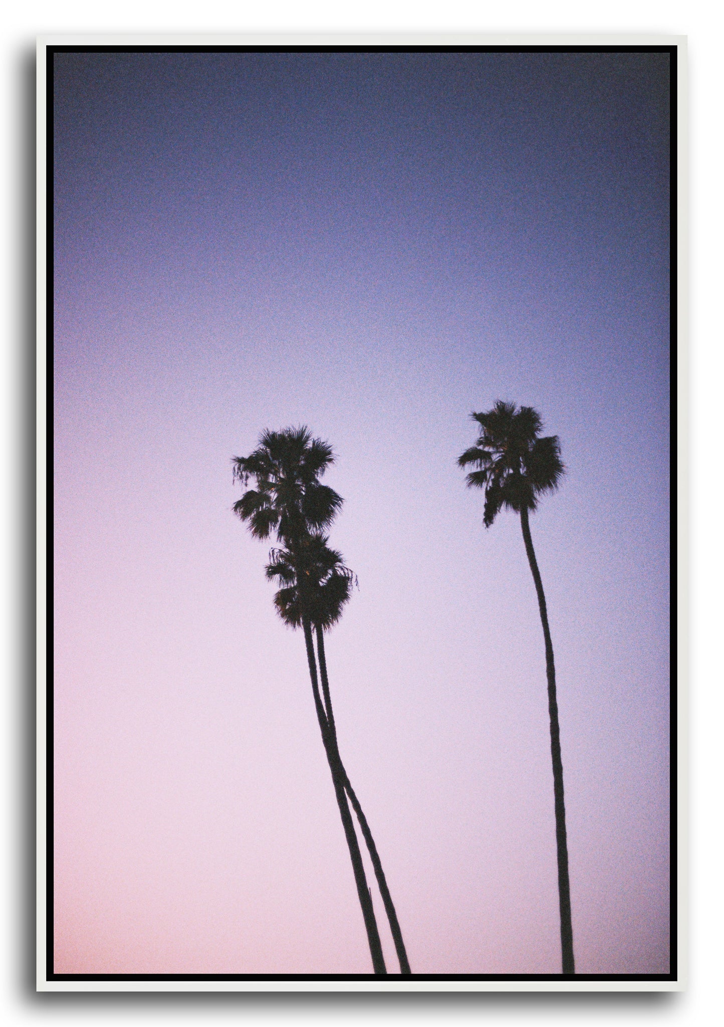 PALMS II