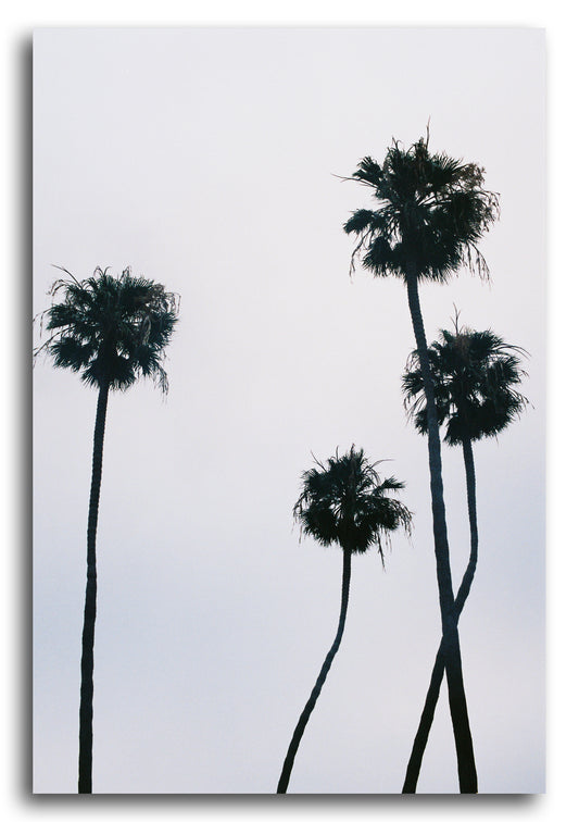 PALMS III